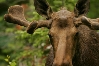 Moose Head.jpg